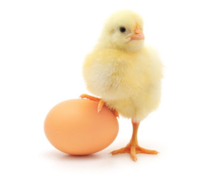 Изображение к продукту Яйца куринные