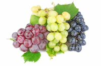 Изображение к продукту Виноград