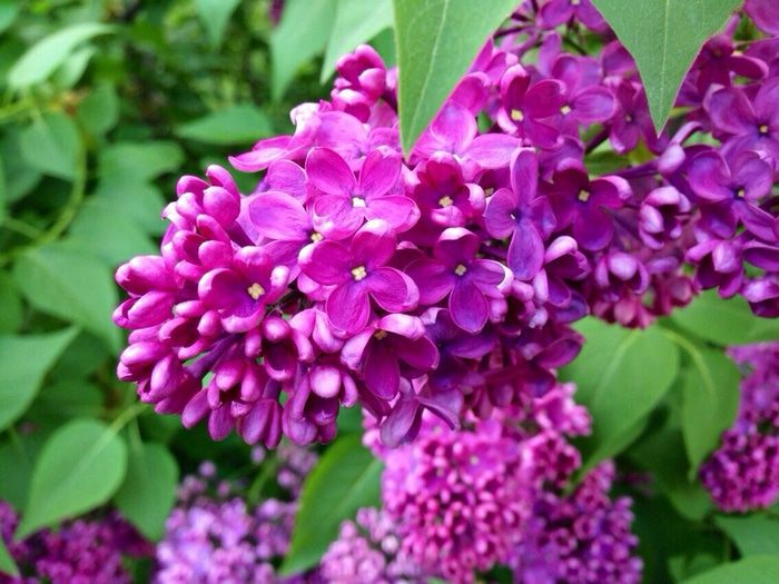 Кокосовый кекс с вишней