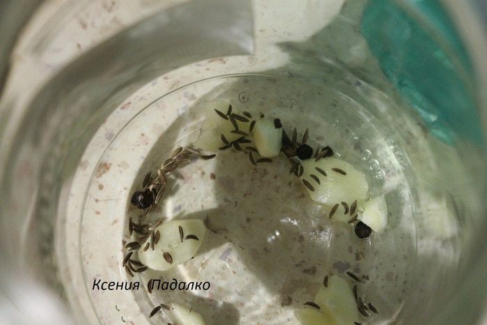 Соленые грибочки