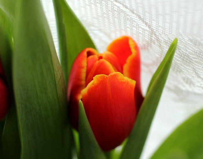 Семга  на подушке из фенхеля и моркови, запеченная в пергаменте