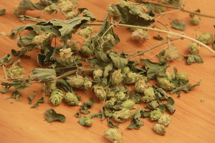 Домашние дрожжи на хмеле