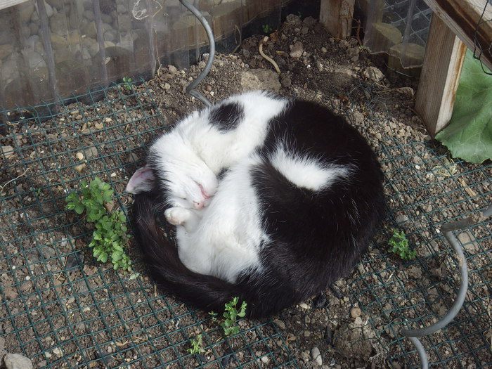 Гуляш с квашеной капустой