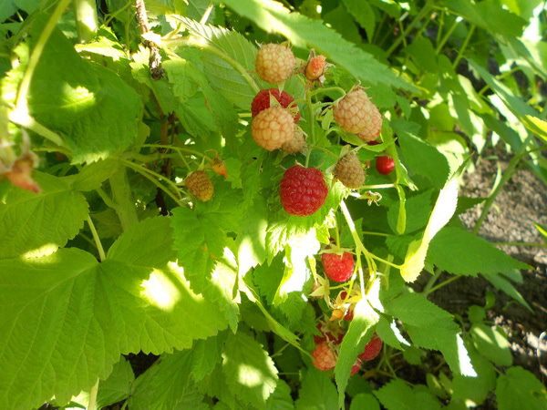 Овощное ассорти с ягодами 