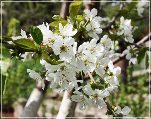 Вишневая наливка