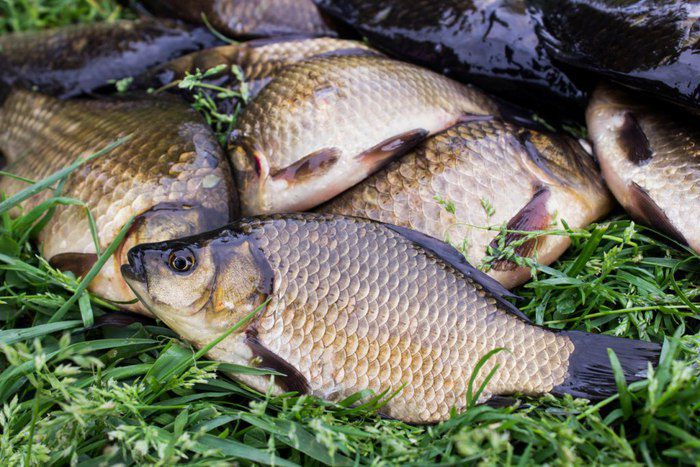 Золотой карась жареный