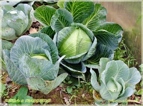 Рыба в капусте