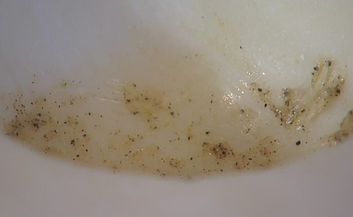 Классический клаб-сэндвич с домашним майонезом 