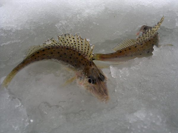 Жареный ерш-носарь