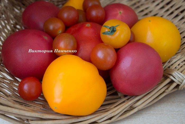 Томатный салат с авокадо-гриль