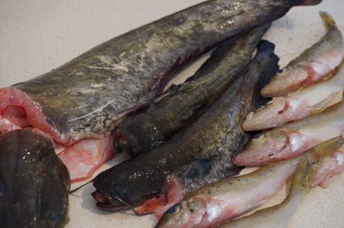 Сборная уха из сома и ерша-носаря