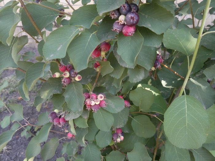 Овсянка с ягодами