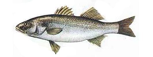 Сибас по-сицилийски