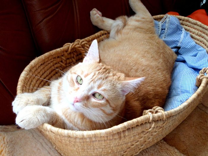 Ароматный паштет к завтраку