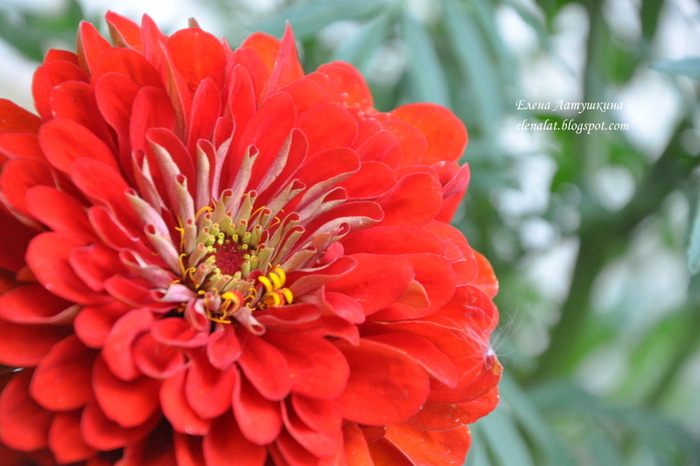 Карамельный кекс с шоколадом и орехами