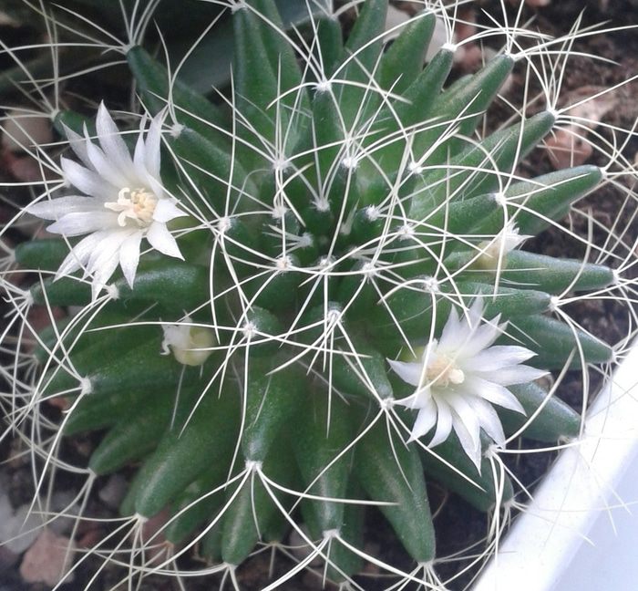 Куриная грудка с лимоном и картофелем