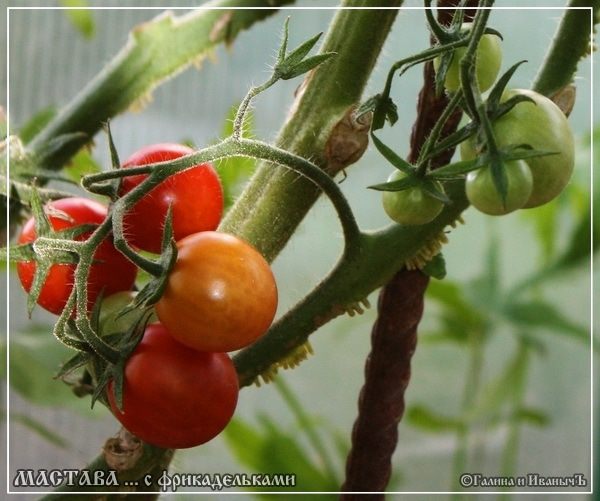 Суп &amp;quot;Мастава с фрикадельками&amp;quot;