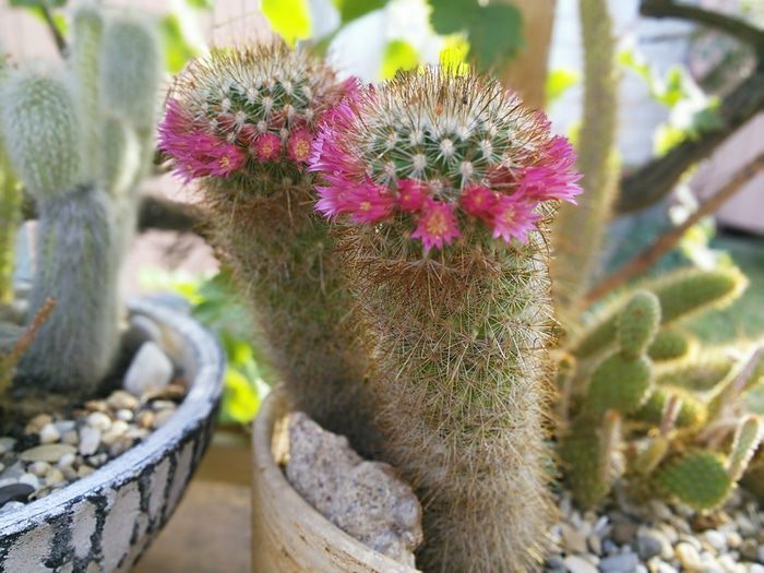 Крем-суп из свежего зеленого горошка