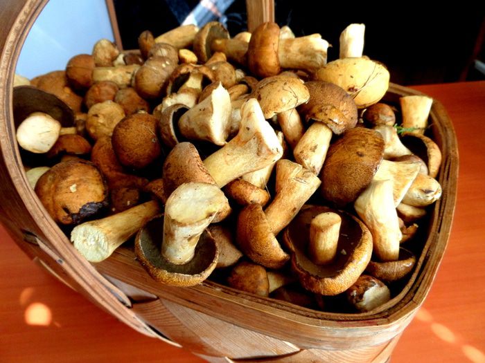 Грибное рагу в горшочках