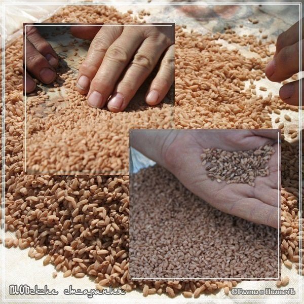 Плов, или попытка объять необъятное &amp;quot;ПЛОВские старания&amp;quot;