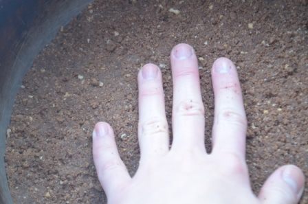 Тарт &amp;quot;Баноффи&amp;quot; с меренгой 