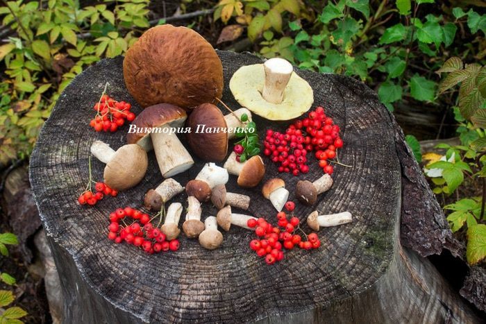 Пирог &amp;quot;Картошка, грибы, сметана&amp;quot;