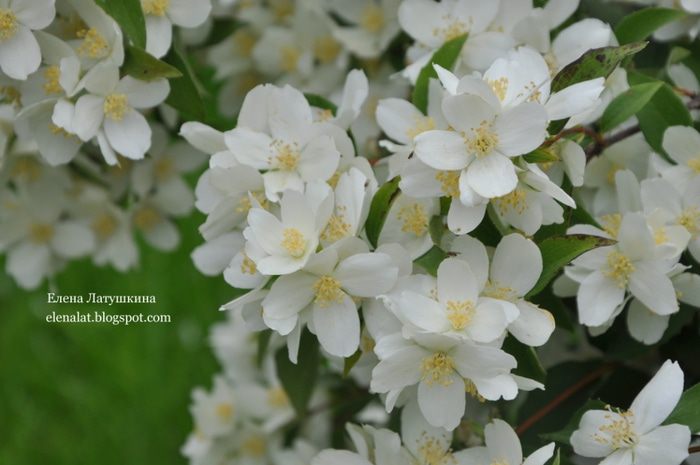 Творожный кекс с вяленой вишней, клюквой и изюмом