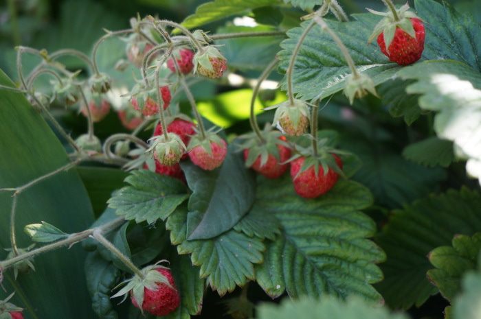 Овсянка с ягодами