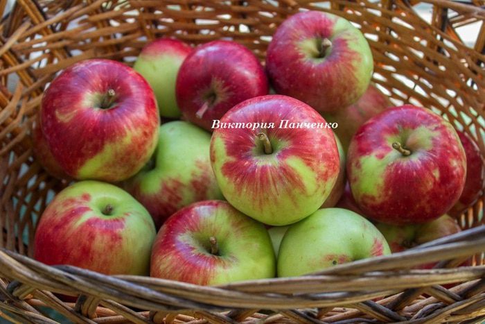 Корнуэльский яблочный пирог