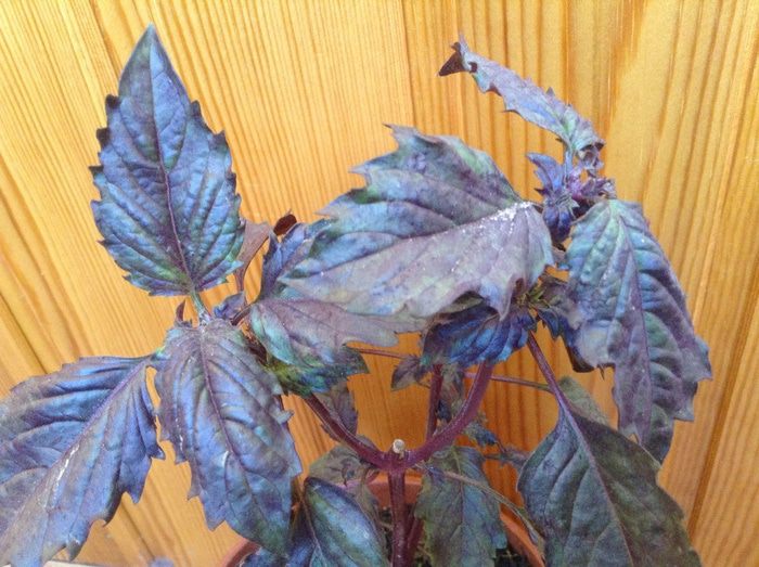 Овощная долма