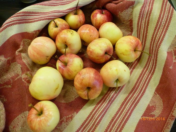 Пирог из дачных яблочек