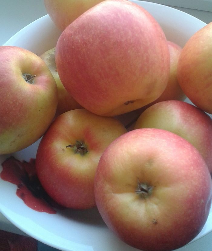 &amp;quot;Сладкие розы&amp;quot; без шипов