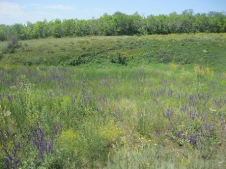 Варенье из реписа