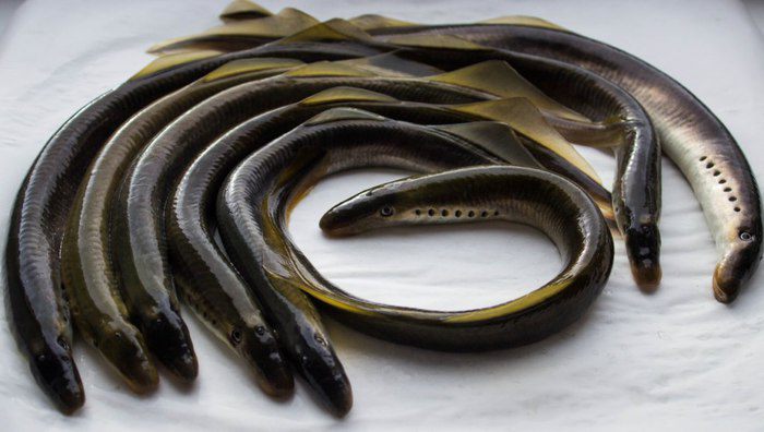 Жареная минога в маринаде