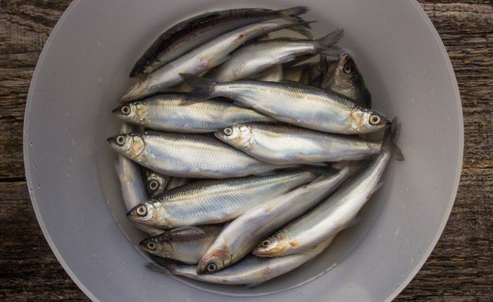 Ряпушка жареная