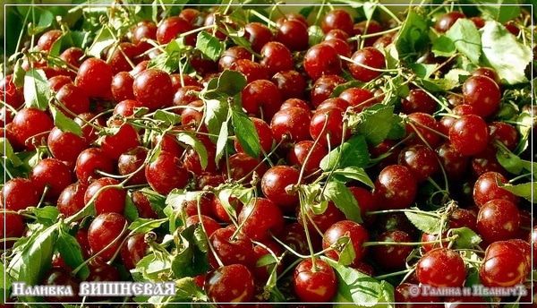 Вишневая наливка