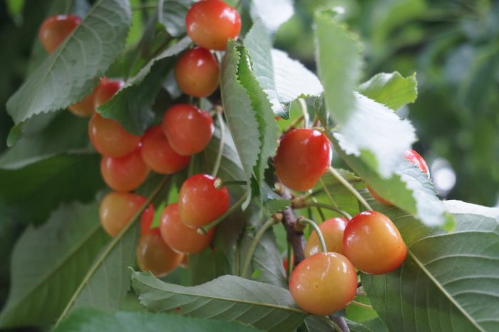 Торт &amp;quot;Фруктово-летние мотивы&amp;quot;