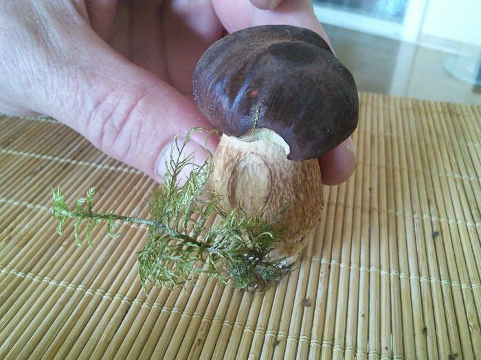 Маринованные грибы: белые, моховики 