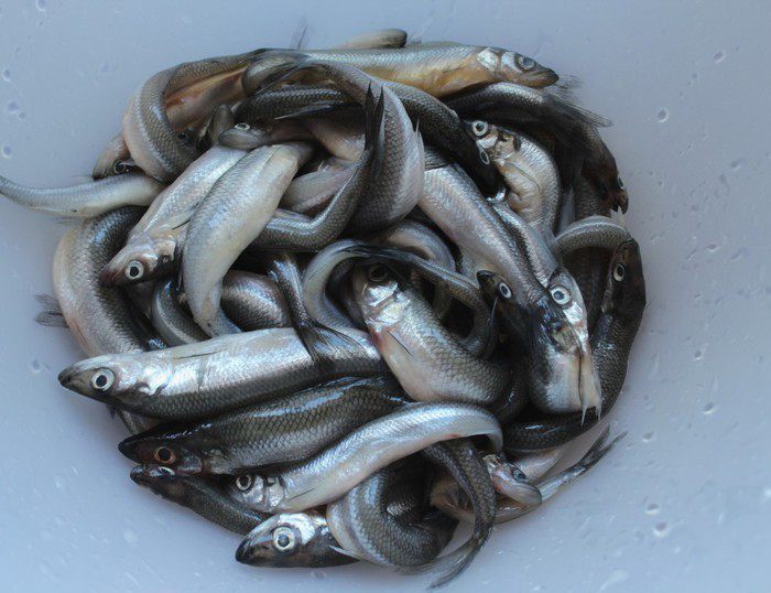 Корюшка пряного посола