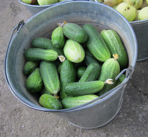 огурцы маринованные