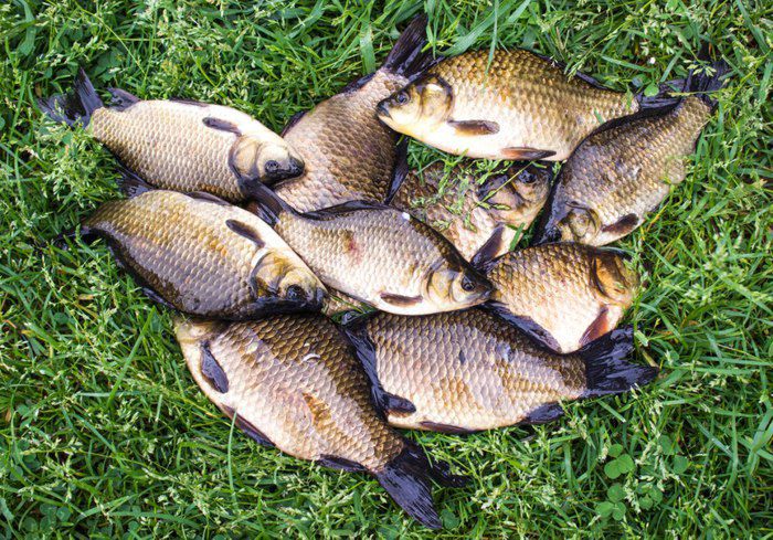 Золотой карась жареный