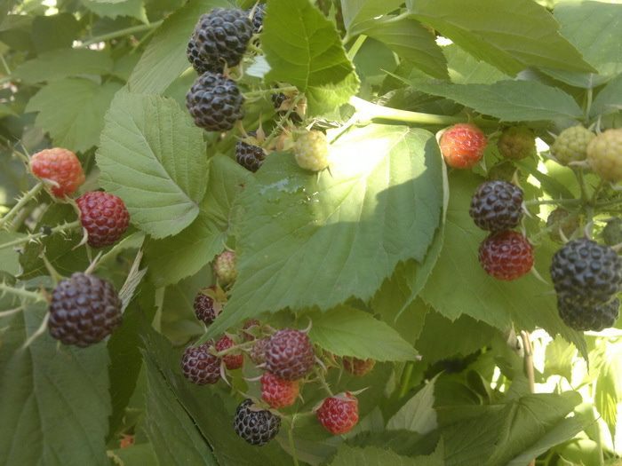 Овсянка с ягодами