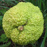 &amp;quot;Мартышкин хлеб&amp;quot; (MONKEY BREAD)