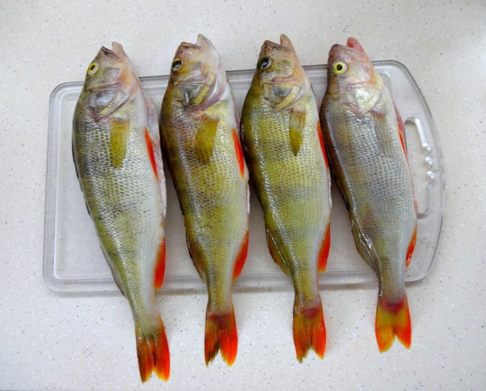 Уха из речных окуней