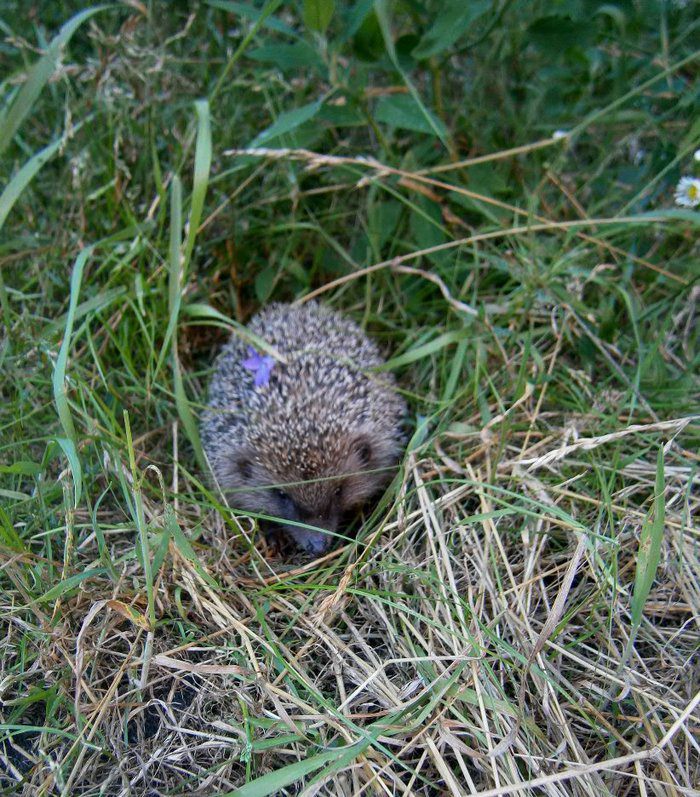 Кабачково-морковный пирог с лимонным кремом