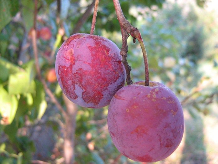 Сливовый джем