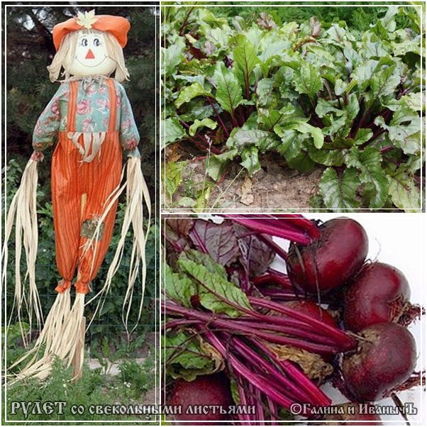 Рулет из свекольной ботвы и ... кой-чего еще