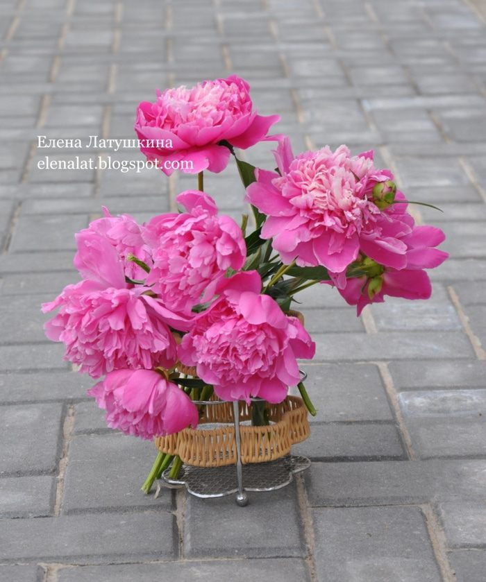 Нежный яблочно-грушевый пирог с хрустящей корочкой