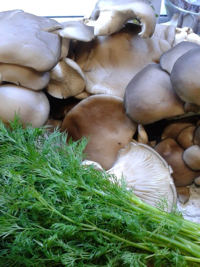 Маринованные грибочки по-домашнему