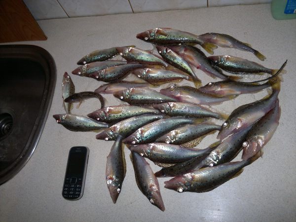 Жареный ерш-носарь